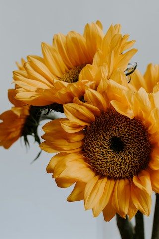A fresh bouquet of yellow sunflowers